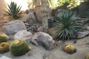 boulders and plants